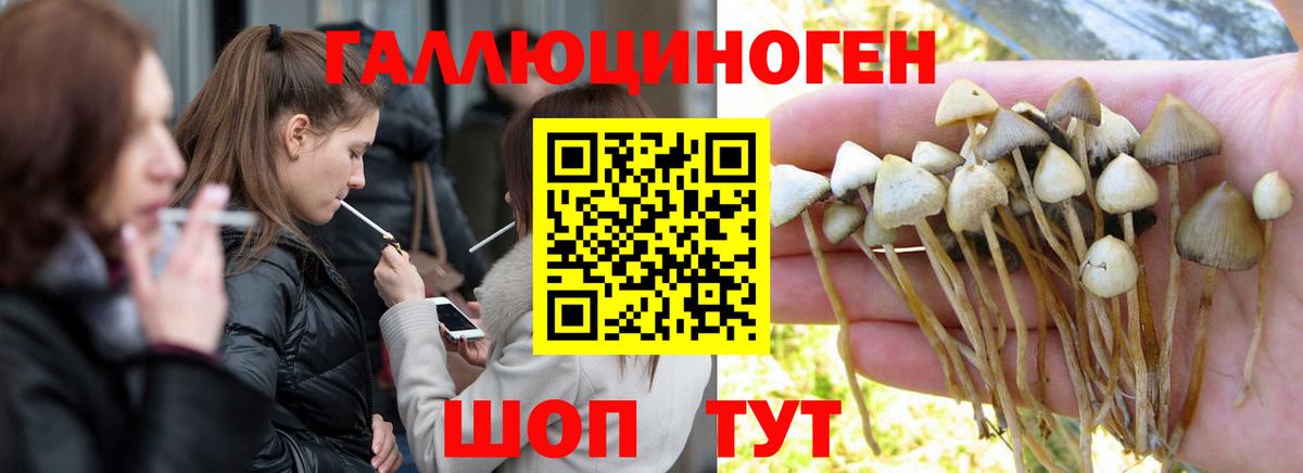 Псилоцибиновые грибы Cubensis Элиста